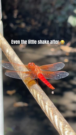 Never seen a dragonfly 💩 First time for everything 😂