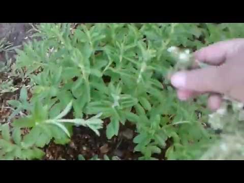 Stevia Growing - When and How I Harvest Stevia Leaf #english