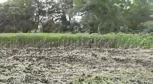 Insitu Green Manuring | Wonders of Agriculture