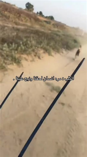 An Encounter with a Dog at 2 AM