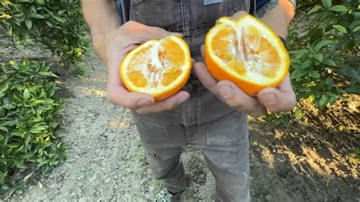 Fruit fly infestation in South Bay is causing problems for farmers, impacting San Jose orchard