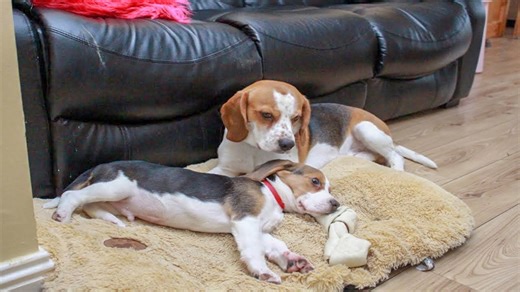 New puppy arrives as beagle and baby meet her