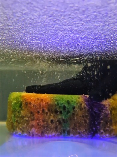 So I had an intrusive moment again 😅 why not squeeze a sponge under water 💦💜 the ending is me squeezing above and dropping gel balls 🥰 ive made another so let me know what you think before I post 😅🫣 #oddlysatisfying #cleantok #SpongeTok #spongesqueeze #waterysqueezesasmr