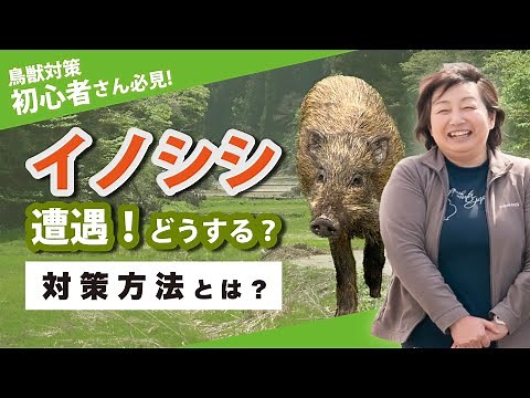 【イノシシ 被害対策】もしイノシシに遭遇したら！？人身事故を防ぐ対策方法！