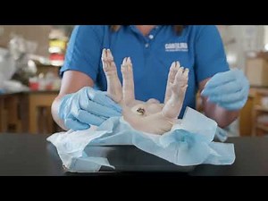 Rubber Band Pig Tying