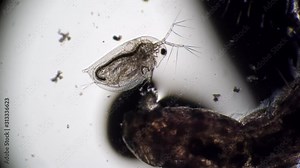 A large mosquito larva Chironomidae moves a small Daphnia in different directions. Theme of laboratory biological research under microscope. Microscopic protozoa in a drop magnification.