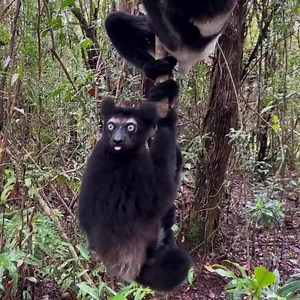 26 reactions | The lips..  | Animals Videos | Facebook