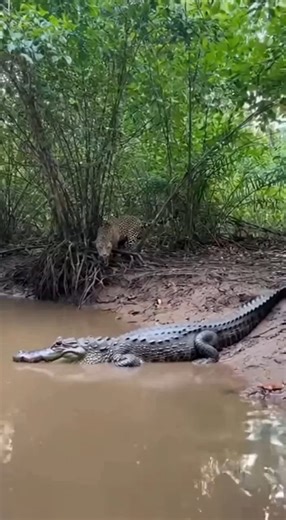 Leopard Hunts Crocodile in Rare and Intense Wildlife Encounter A rare and intense wildlife encounter was captured on camera when a leopard was seen stalking and attacking a crocodile near a riverbank in Lowland Reserve. Video shows the leopard cautiously approaching the reptile before launching a sudden attack, triggering a brief but violent struggle at the water’s edge. Wildlife experts say such encounters are uncommon, as both animals are apex predators that typically avoid one another. The ou