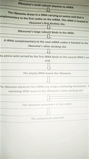 RNA basics # #biology