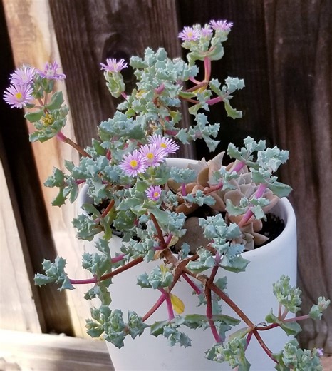 Sandstone Vygie Succulent: Pink Ice Plant, Rare Oscularia Deltoides - Etsy