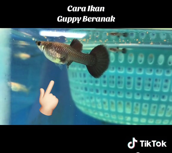 Cara Ikan Guppy Beranak 😍