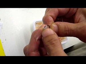 頭を取ったボイルオキアミの針の刺し方紹介 サシエサの付け方 海釣り初心者入門 和歌山釣太郎