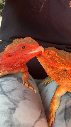 168K views · 4.7K reactions | Dragon Kissed  We were all warming up this morning and I caught this cute moment ♥️李 Vida and Raja are only ever together supervised . . . . #cutepets #artistlife #beardeddragon #lizards #exoticpets | Lyfe Illustration | Facebook