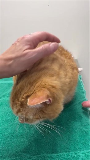 3.9K views · 148 reactions | Did you know there are three options for hyperthyroidism in cats? This is Willy Jack who just finished his radioiodine treatment at Mid Atlantic Feline Thyroid Center. | Jarrettsville Vet Center | Facebook