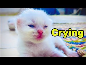 Newborn Kitten Crying Loudly To Call Mom Cat