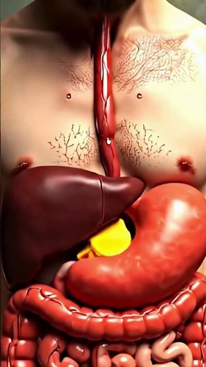 Watch Digestive System Animation | Human Health Explained #digestiveprocess