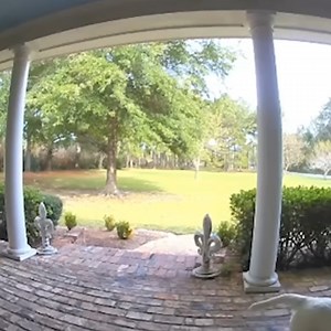 181K views · 4.7K reactions | Wacky Dogs Pulling Off Hilarious Tricks! | Ku. Abhishek Singh Tinku Banna | Facebook