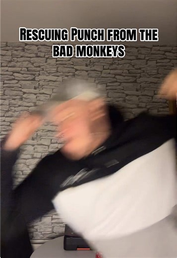 Punch the viral monkey