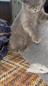 Cutest Two-Leg Cat Moment 😻🐾