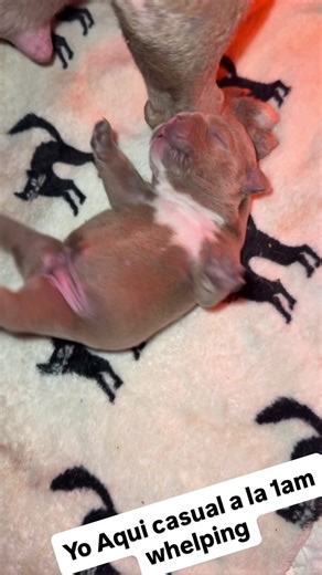 Whelping shenanigans! #whelping #puppies #puppy