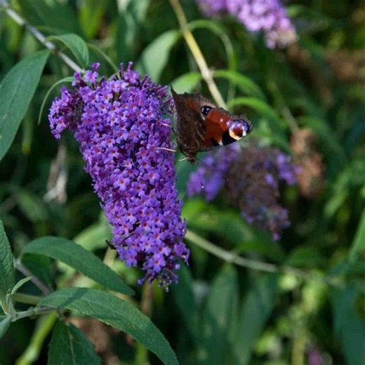 Thompson Morgan Buddleja Davidii Adonis Blue 9Cm Potted Plant X 1