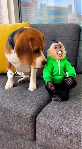 Dog vs Monkey: Funniest Banter Ever 😂🐶🐒 | Hilarious Animal Comedy!