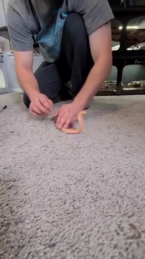 13K views · 155 reactions | Albino baby cobra  #instareptile | Insta reptile | Facebook