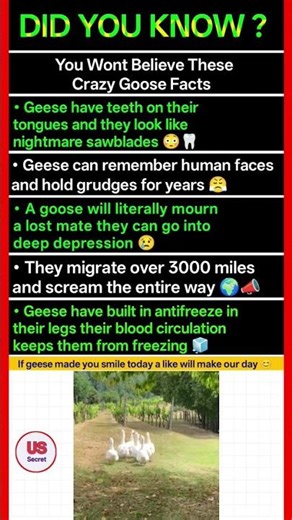 You Wont Believe These Crazy Goose Facts
