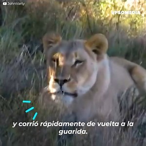 Una feroz leona acechaba a los pequeños tigres, pero no estaba en sus planes at4car, solo deseaba ponerlos a salvo para su madre tigresa… | Miau Miau