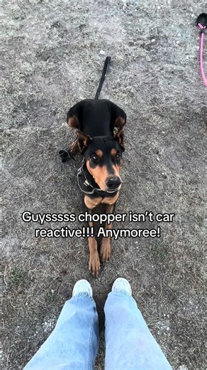 Chopper's Amazing Progress: No Longer Car Reactive