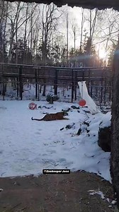 20K views · 464 reactions | It’s amazing how a big red Boomer Ball on a zip line with paper and perfume can make your day  Maybe we should all try it!  Natasha the Amur tiger by Zookeeper Jenn. #alaska #anchorage #nonprofit #alaskazoo #weloveanimals #thealaskalife #amurtiger #boomerball #ontopoftheworld #tgif Boomer Ball - Toys for Dogs, Horses and Zoos | The Alaska Zoo | Facebook