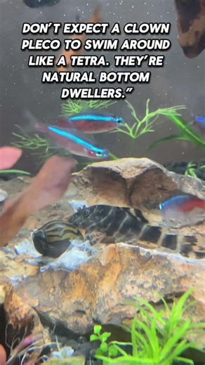 Clown Pleco Care: The Ultimate Nano Algae Eater? 🪵✨ #aquascaping #aquarium #aquarium #nanoaquarium