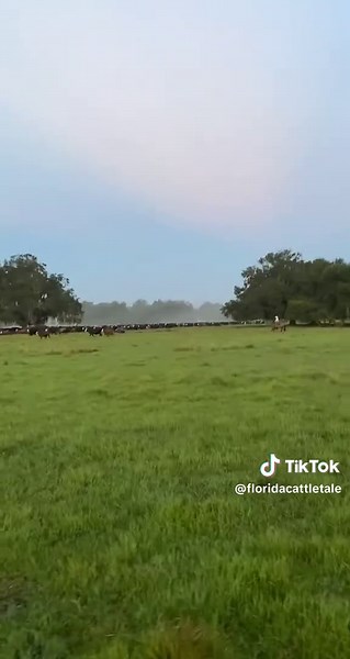 FloridaCattleTales on TikTok