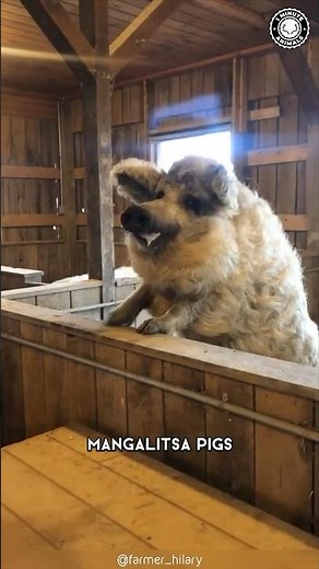 Mangalitsa Pig 🐷 The Fluffiest Pig You Didn’t Know About