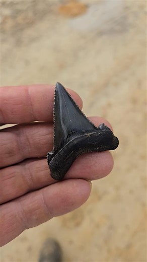 🌊 Spring MEGFEST 2026 — Adults-Only Event 🌊 🗓 April 30th–May 2nd, 2026 📍 Palmetto Fossil Excursions — Summerville, SC This one’s for the grown-ups who LOVE fossils. Three unforgettable days packed with: ✔️ Megalodon & shark-tooth digging ✔️ Fossil vendors & private collectors ✔️ Food trucks & good vibes ✔️ Giveaways, prizes & challenges ✔️ A relaxed, adults-only atmosphere If you’ve ever dreamed of finding a Meg… this is your time to shine 🦷✨ Tag your dig buddy — and get ready to hunt! #Meg