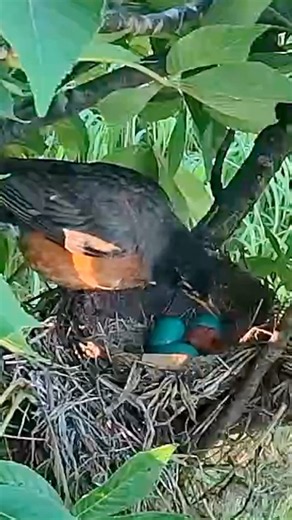 Mother Robin Moves an Egg for Her Hatchling