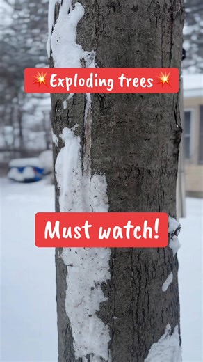 Captivating Exploding Trees: A Stunning January Experience