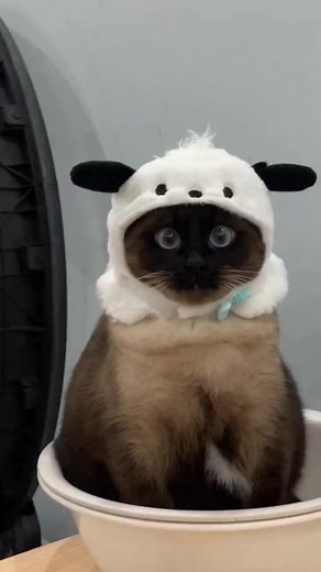 Cute Cats 🐱 #cute #cat #catlife | Kawaii Kat