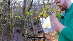 🌳 Ever wondered what happens when you submit a TreeAlert report? In this behind-the-scenes video, Entomologist Chris Burman from our Tree Health Advisory Team explains the vital process that follows your submission. Your TreeAlert reports: 🌱 Help monitor tree health across the UK 🌱 Contribute to ground-breaking scientific research 🌱 Play a crucial role in identifying trends and managing pests and diseases 📢 Watch the video to see how your contribution makes a difference. 🔗 Submit a report 