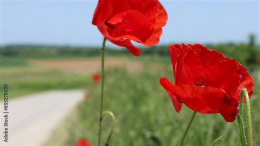 Red Poppy flowers are swinging in the wind. Poppies are growing in the green ray field. Blurred background. Blooming poppy flower and green poppy buds. Side view. Selective focus. Bokeh effect.