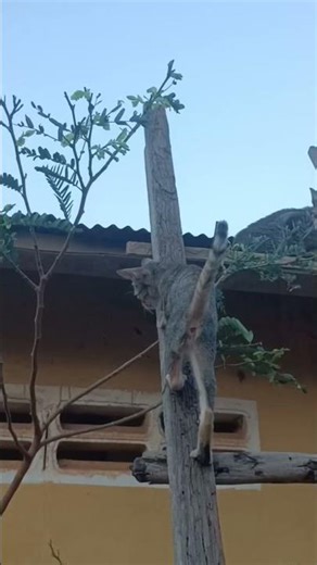 The Fastest Climber Cat 🐱⚡#shorts#cat