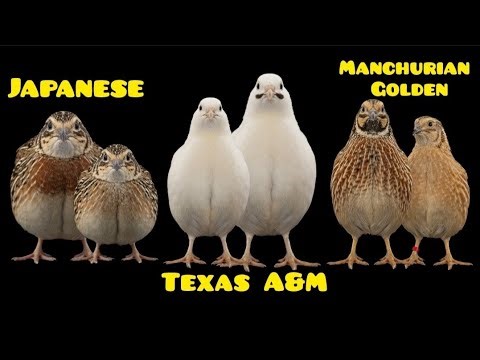 ​The 3 Most Profitable Quail Varieties for Egg Production.