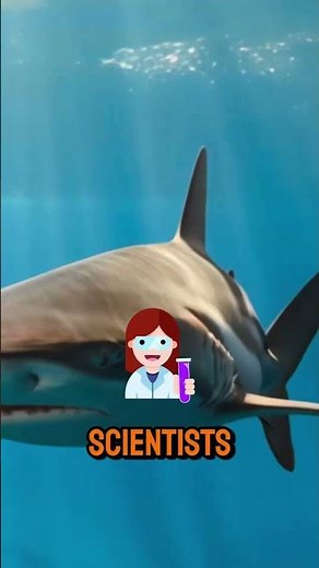 The Secrets of Shark Skin: How it Reduces Drag and Enhances Thrust