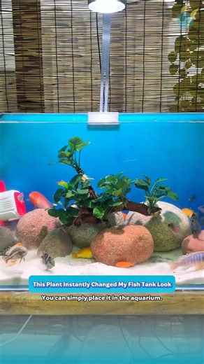This Anubias Driftwood Instantly Upgraded My Fish Tank