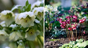 Hellébore : floraison, taille et entretien