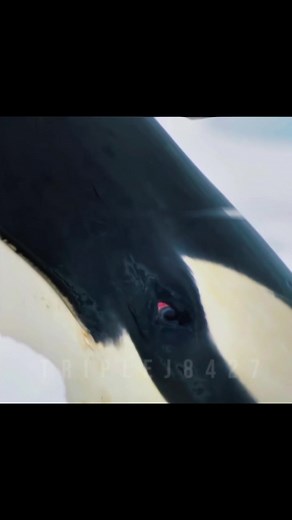 Impresionantes orcas: criaturas resilientes del océano