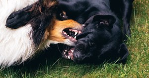 Why Are My Dogs Suddenly Fighting?