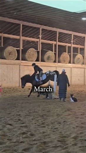 12 months 12 jumps #short #horse #horseriding #trend #horsediet #equestrian