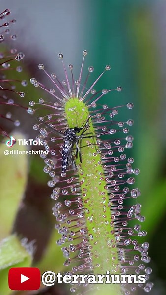 Albino Cape Sundew Captures Mosquito Meal