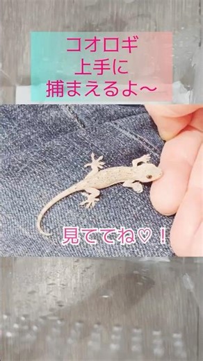 脱走から２ヶ月…ヤモリの捕獲スキルがゼロに戻っていた😂 Is my Gecko the Worst Cricket Hunter Ever ?!
